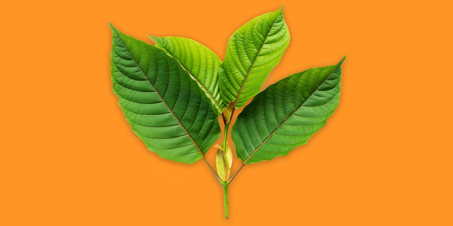 Best Kratom Tea in Chiang Mai – Fresh, Organic, Local